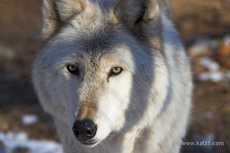 Arctic Wolf 065
